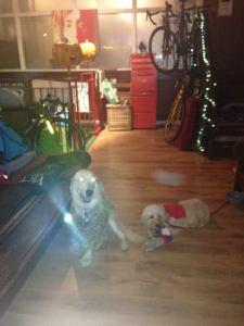 dogs with lustrous eyes